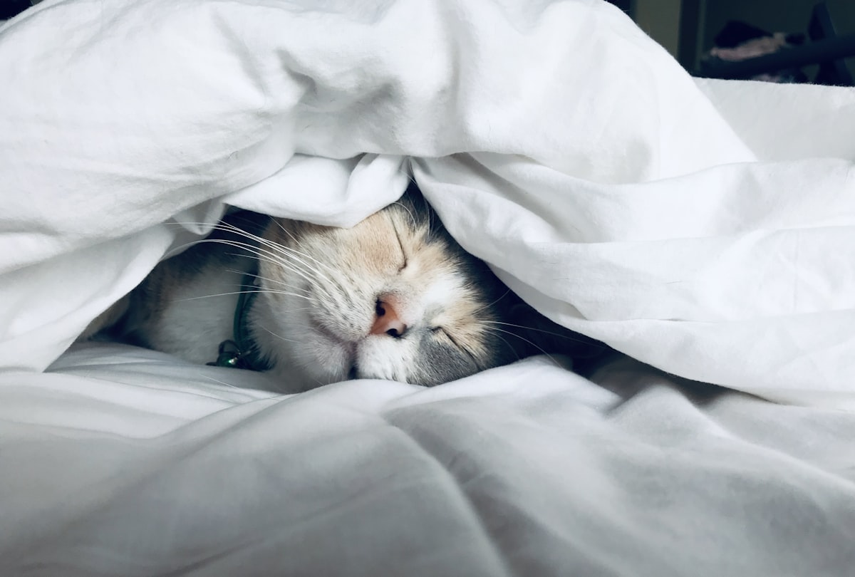 You are currently viewing Why Do We Talk in Our Sleep? A Sleep Psychologist Explains the Science of Somniloquy