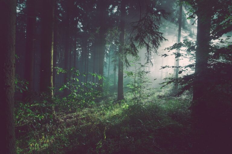 Read more about the article The Power of the Clan Mothers: How Indigenous Matriarchs and Menopause Shaped the World’s First True Democracy