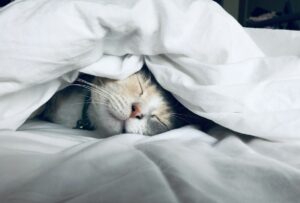 A Whisper in a Quiet Room: Why Your Gut Microbiome Dictates How You Sleep on Molecular Hydrogen