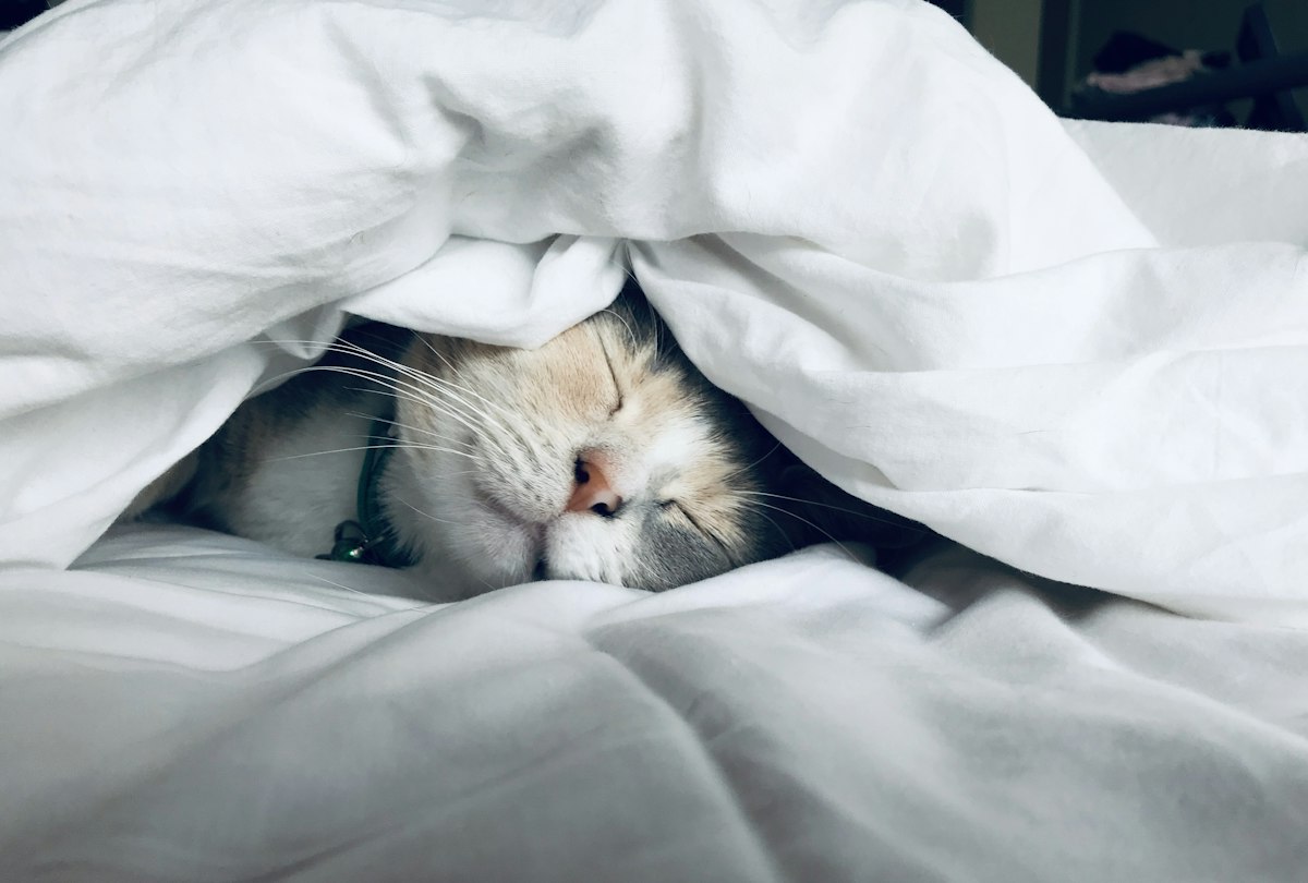 Read more about the article A Whisper in a Quiet Room: Why Your Gut Microbiome Dictates How You Sleep on Molecular Hydrogen