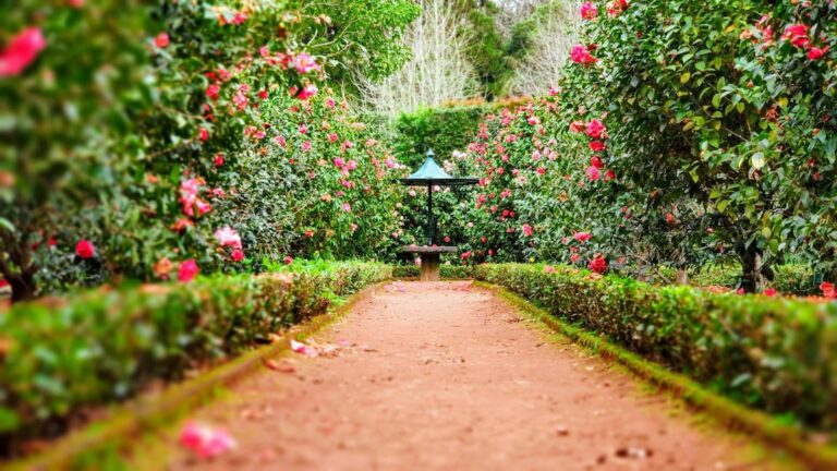 Read more about the article The Sentient Garden: Transformation Through the Arts, Nature’s Healing Power, and the OmOrenda Vision